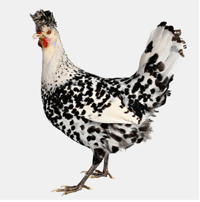 Poules